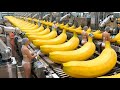 Inside a Modern Banana Factory: From Raw Bananas to Perfectly Dried Chips (Complete Process)