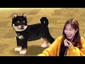 39daph Plays Nintendogs, Cooking Mama, Brain Age, Rhythm Heaven, Trauma Center