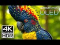 Beautiful 4K VIDEOS - Dolby Vision 4K HDR 60 FPS Video