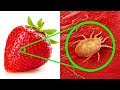 Еда Под Микроскопом, Какой вы Никогда ее Не Видели
