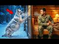 An Active-Duty Navy SEAL Found a Pregnant Dog Frozen on His Porch — What Followed Changed Everything