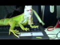 Thai iguana