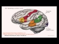 Brain and Behavior - Language of the Brain