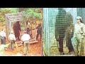 'THEY CAGED BIGFOOT' - Rangers' Terrifying BIGFOOT ENCOUNTER STORY