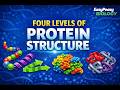 Four Levels of Protein Structure | Primary, Secondary, Tertiary \u0026 Quaternary Explained