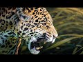 JAGUARS: The King Predators Of The Jungle | 4K