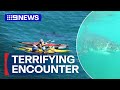 Kayakers come face-to-face with great white shark | 9 News Australia