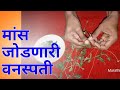 जखम भरा | घरगुती उपचार | home remedy / jakham | घाव भरणे