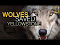 Wolves saved Yellowstone National Park - The Northern Range