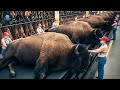 Inside the Bison Factory — How Million Dollar Products Are Made