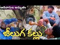 Jeeluga Kallu||jeeluga chettu kallu||jeeluga seeds||jeeluga tree
