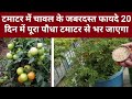 टमाटर में चावल के जबरदस्त फायदे पौधा 10 दिन में फूलों से और 20 दिन में टमाटर से भर जाएगा।#fertilizer