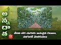 వేసవి బీర సాగుకు అనువైన రకాలు, సాగులో మెళకువలు | Tips for Summer Ridge gourd cultivation | ETV