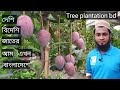 দেশি -বিদেশি জাতের আম এখন ঢাকার সবুজ বাংলা নার্সারীতে| Best collection mango | Tree plantation bd