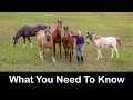 Horse Care For Beginners