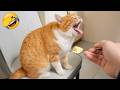 Try Not To Laugh 😂 Funniest Pets of 2026 😹🐶 Part 17