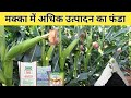 मक्के पौधा को तेजी से बढाने का जुगाड़ | Maize Plants Growth | मक्के में कब कौन सा खाद का प्रयोग करे |