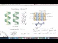 The Four Levels of Protein Structure   Overview | Structure of Organic Molecules | Griti