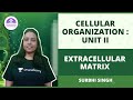 Extracellular Matrix - Cellular Organization: II | CSIR NET  2021🎯By Surbhi Singh