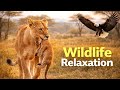 Wildlife Animals 🌿 | Peaceful Nature Relaxation – Calm Animal Moments