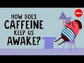 How does caffeine keep us awake? - Hanan Qasim