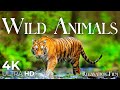 Wild Animals 4K • Untamed Nature with Meditation Music | Ultra HD Relaxation Film