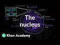 The nucleus | Cells | MCAT | Khan Academy