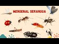 Belajar Mengenal Nama Serangga, Suara Binatang Animasi, nama nama serangga