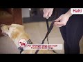 Halti No Pull Harness: Help Prevent your Dog from Pulling on the Leash