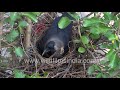 Kauwa ka ghonsla: House Crow couple nests along a road in New Delhi