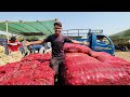 First Time Selling *Onion* At Wholesale Vegetable Market - How Much Profit After Sell!!