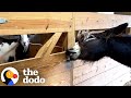 Blind Donkey Keeps Opening Goat BFF's Stall With His Mouth | The Dodo