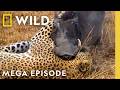 Deadly Revenge, Blood Feuds, \u0026 Epic Battles | Animal Fight Night MEGA EPISODE | Nat Geo Animals
