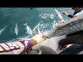 Oh my gosh‼️this school of fish turned white in the net || KING FISH