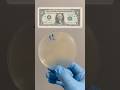 How Much Bacteria Is On Money?! 💵