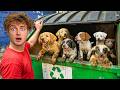 I Found 10 Lost Puppies in a Dumpster!