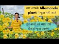 Allamanda लगाने का सही time | Allamanda plant Care | max Flowering | Soilmix | fertilizer | Rooftop 
