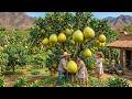 Mexicans grafted grapefruits onto orange trees with amazing results