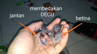 Dikenal memiliki suara kicau yang super indah serta memiliki bulu yang unik, boleh dikatakan. Playtube Pk Ultimate Video Sharing Website