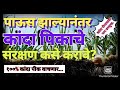 पाऊस झाल्यानंतर कांदा पिकाचे करा योग्य पद्धतीने संरक्षण /  कांदा पिकाचे पावसापासून संरक्षण
