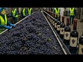How Grapes Are Turned Into Wine In A Factory | Wine Production Process