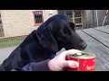 Dogs Try SURSTRÖMMING - \