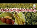 కందిపూతదశలో చేపట్టవలసిన యాజమాన్యం  Redgram Crop Management at Flowering II PJTSAU II