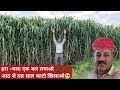 हरा चारा एक बार लगाओ।। दूध भी बढेगा गाय भैंस का।। Green Fodder ।।@FarmingGuruji