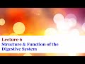 Lecture 6 - Structure and Function of the Digestive System