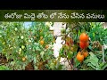 నేను ఈరోజు మిద్దె తోట లో చేసిన పనులు. working in my terrace garden