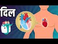 दिल कैसे काम करता हैं? | हृदय | How Does Human Heart Works? In Hindi | Dr.Binocs Show | Educational