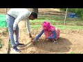 How to prepare tomato nursery in winter / tomato nursery kaise taiyar kare