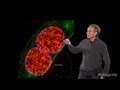 Microscopy: Super-Resolution: Structured Illumination Microscopy (SIM) (David Agard)