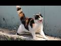 Cats So Overdramatic, They Deserve an Oscar! 😁 Funny Silliest CAT Videos 2025